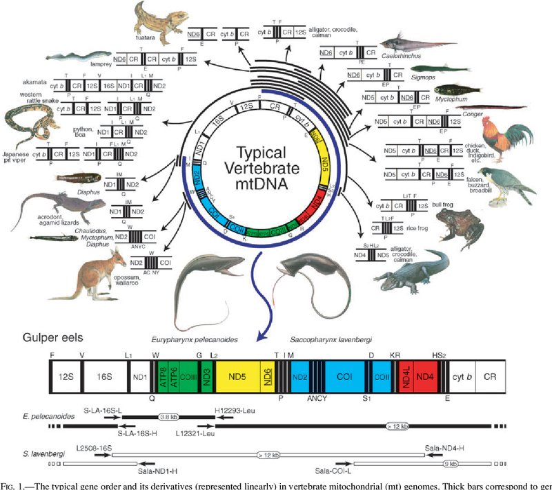 The Evolutionary Journey Of The Eel