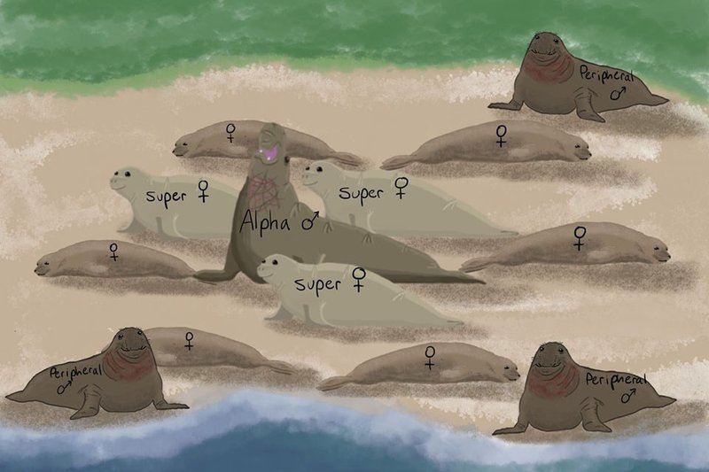 The Evolutionary Journey Of The Elephant Seal
