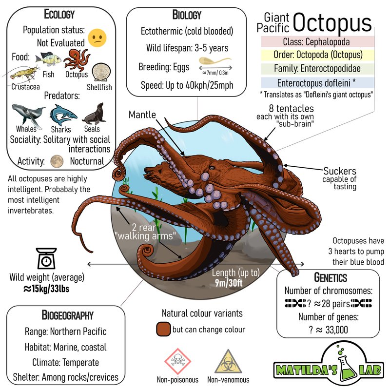 The Evolutionary Journey Of The Giant Pacific Octopus