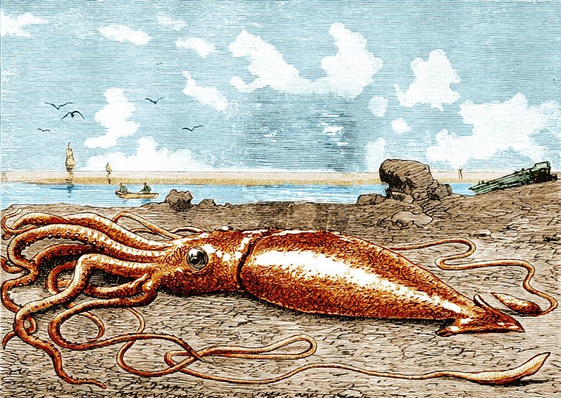 The Evolutionary Journey Of The Giant Squid