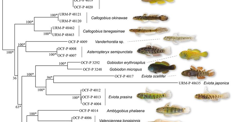 The Evolutionary Journey Of The Goby
