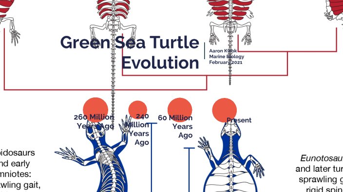 The Evolutionary Journey Of The Green Sea Turtle