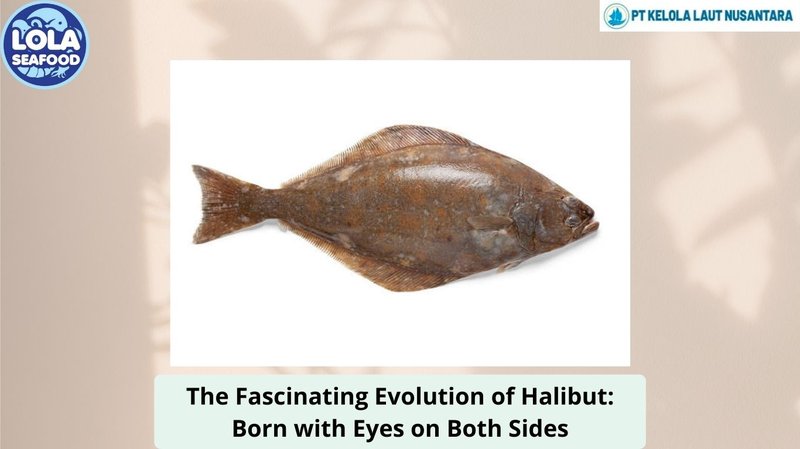 The Evolutionary Journey Of The Halibut