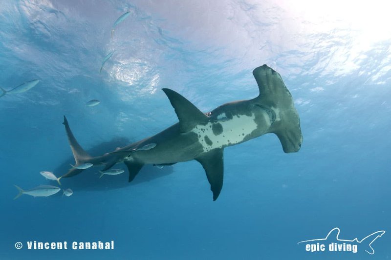 The Evolutionary Journey Of The Hammerhead Shark