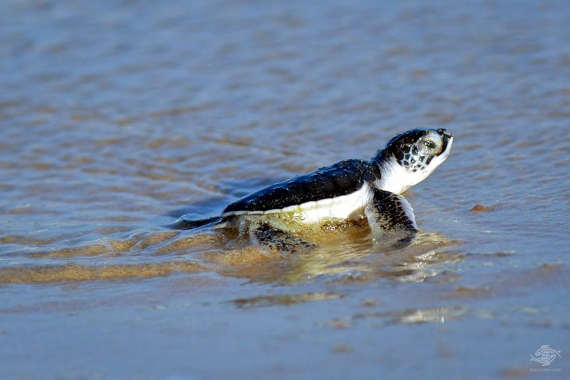 The Evolutionary Journey Of The Hawksbill Turtle