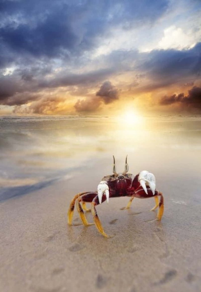 The Evolutionary Journey Of The Hermit Crab