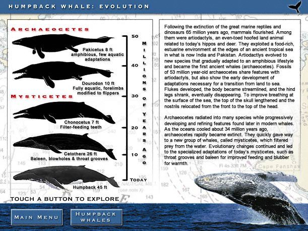 The Evolutionary Journey Of The Humpback Whale