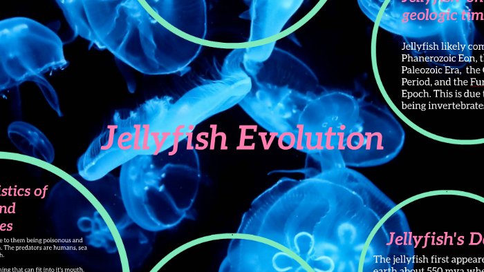 The Evolutionary Journey Of The Jellyfish
