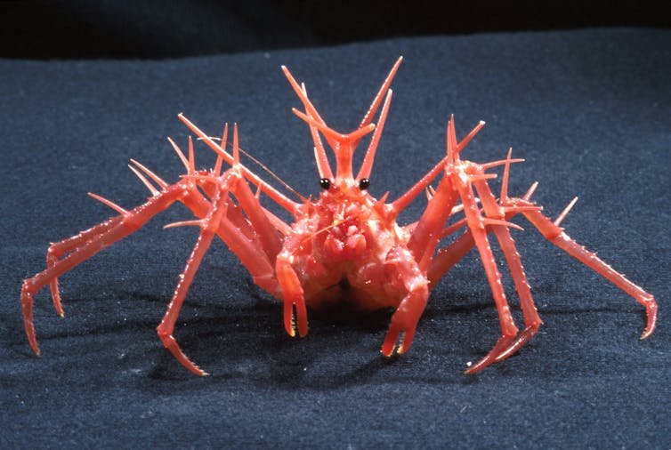 The Evolutionary Journey Of The King Crab