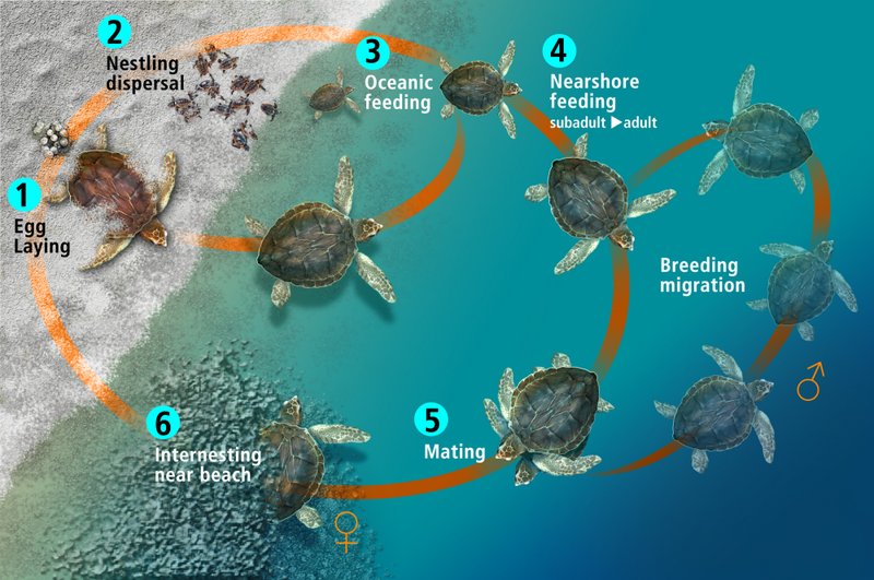 The Evolutionary Journey Of The Leatherback Turtle