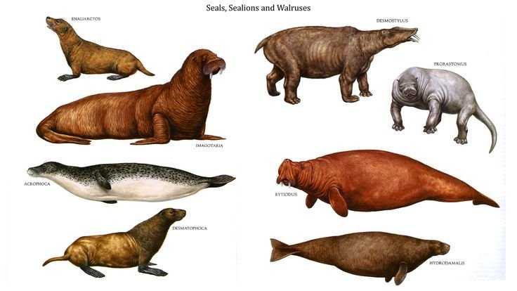 The Evolutionary Journey Of The Leopard Seal