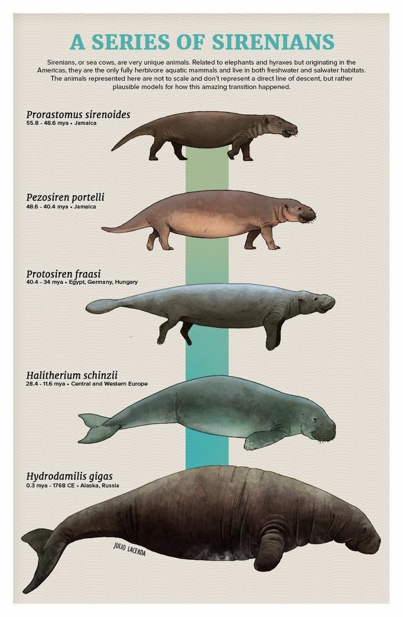 The Evolutionary Journey Of The Manatee