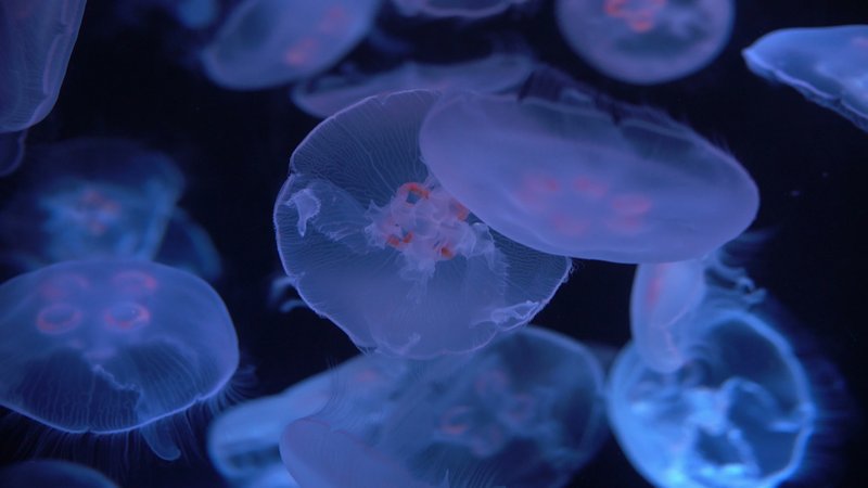 The Evolutionary Journey Of The Moon Jellyfish