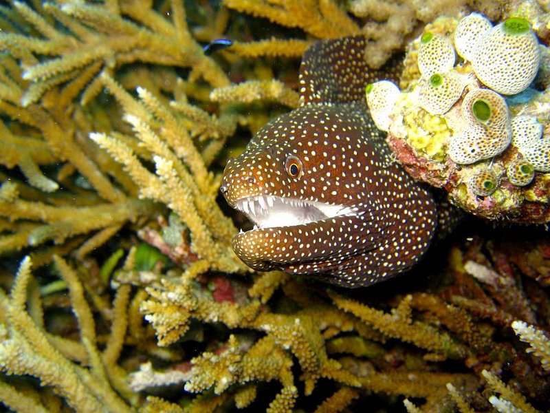 The Evolutionary Journey Of The Moray Eel