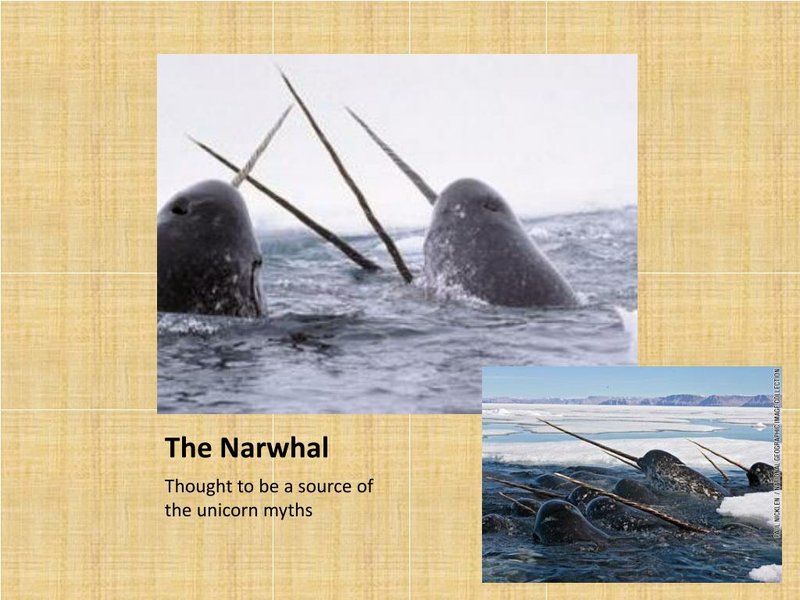 The Evolutionary Journey Of The Narwhal