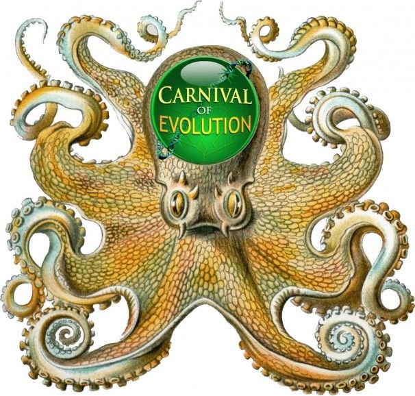 The Evolutionary Journey Of The Octopus