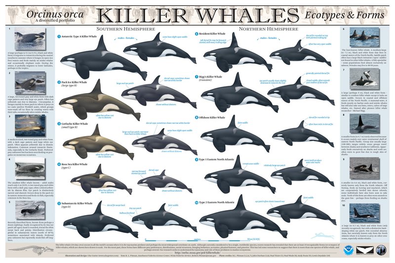 The Evolutionary Journey Of The Orca (Killer Whale)