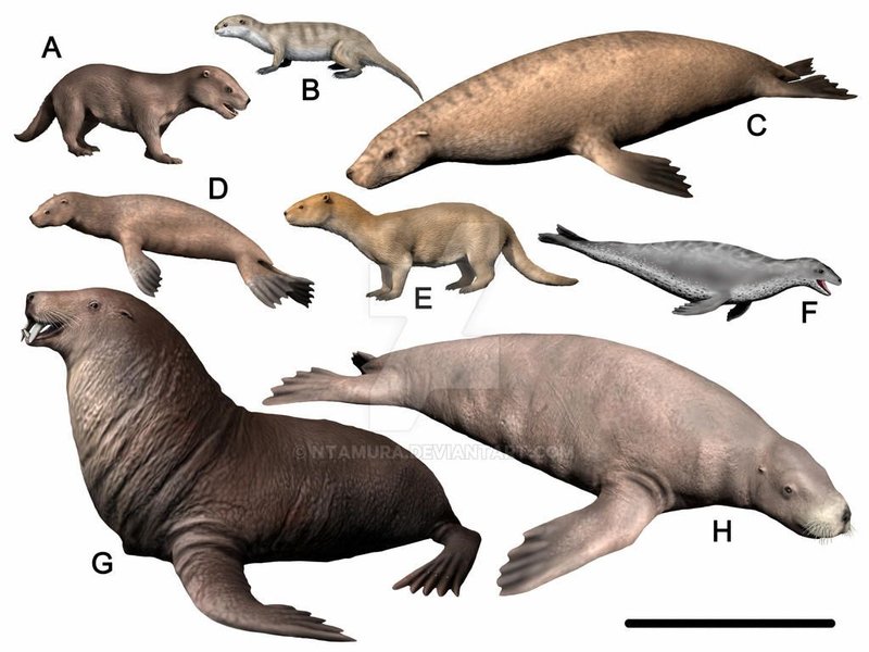 The Evolutionary Journey Of The Sea Lion