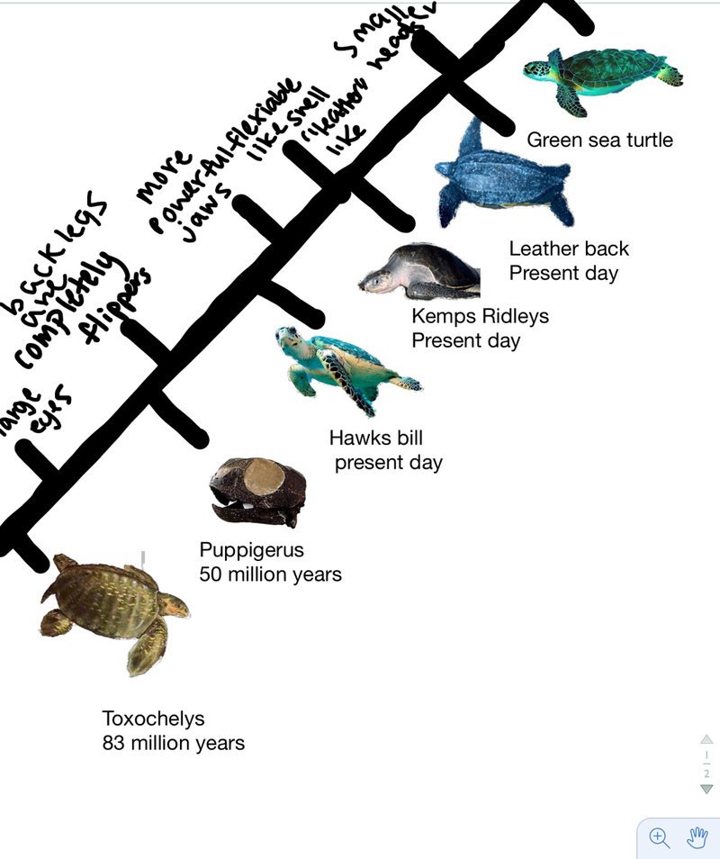 The Evolutionary Journey Of The Sea Turtle