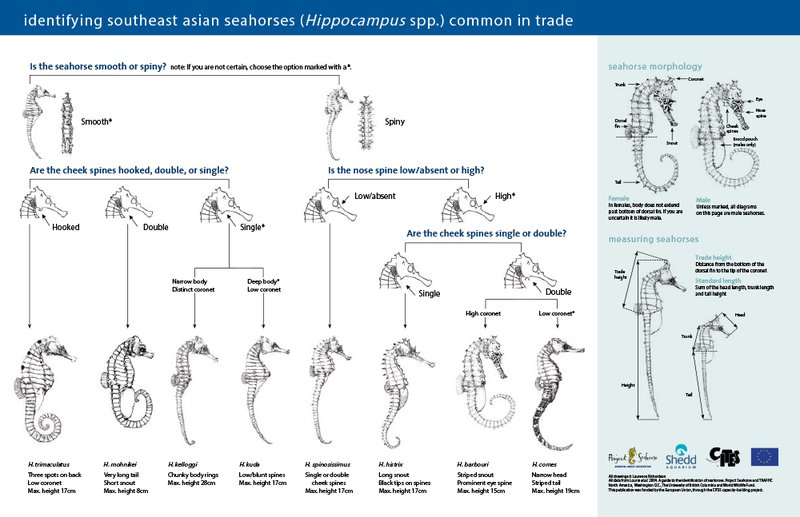 The Evolutionary Journey Of The Seahorse