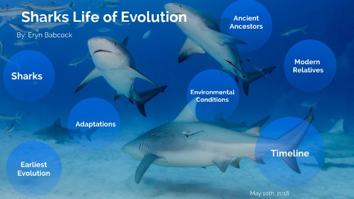 The Evolutionary Journey Of The Shark