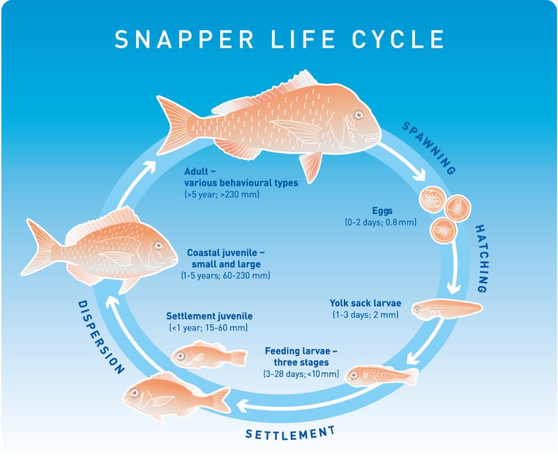 The Evolutionary Journey Of The Snapper