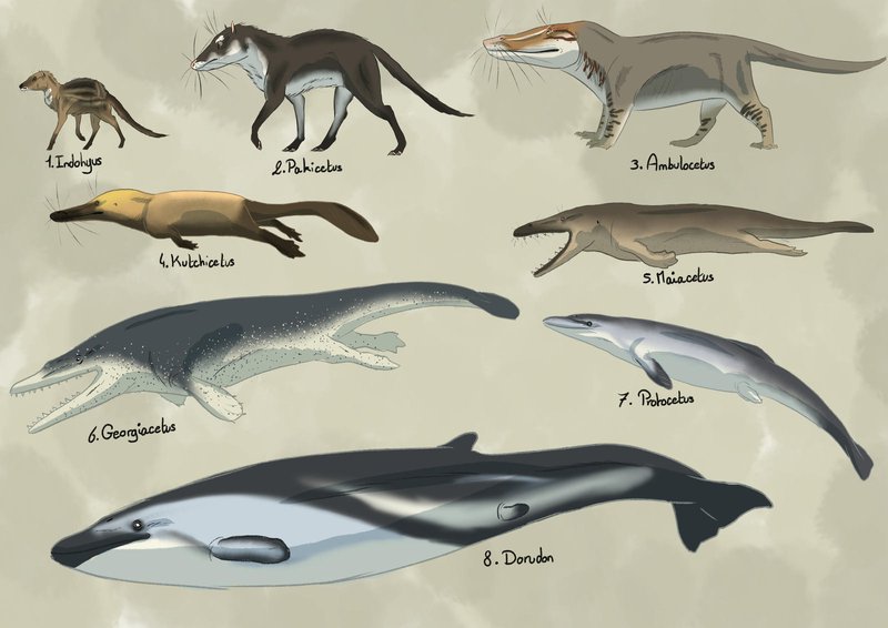 The Evolutionary Journey Of The Sperm Whale
