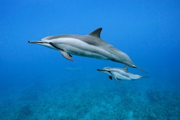The Evolutionary Journey Of The Spinner Dolphin