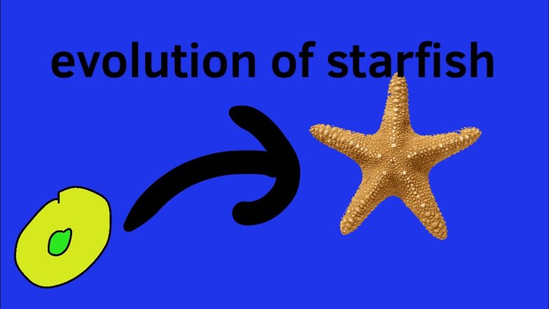 The Evolutionary Journey Of The Starfish