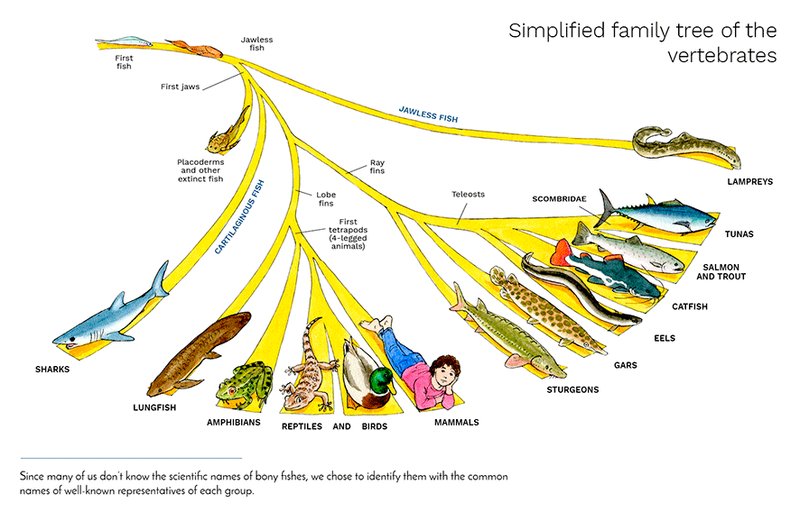 The Evolutionary Journey Of The Tuna