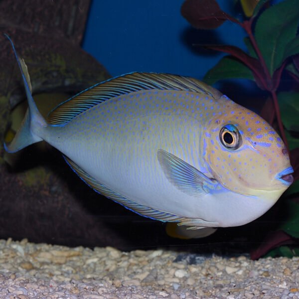 The Evolutionary Journey Of The Vlamingii Tang