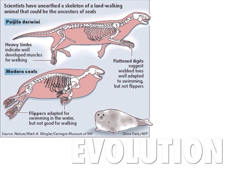The Evolutionary Journey Of The Walrus