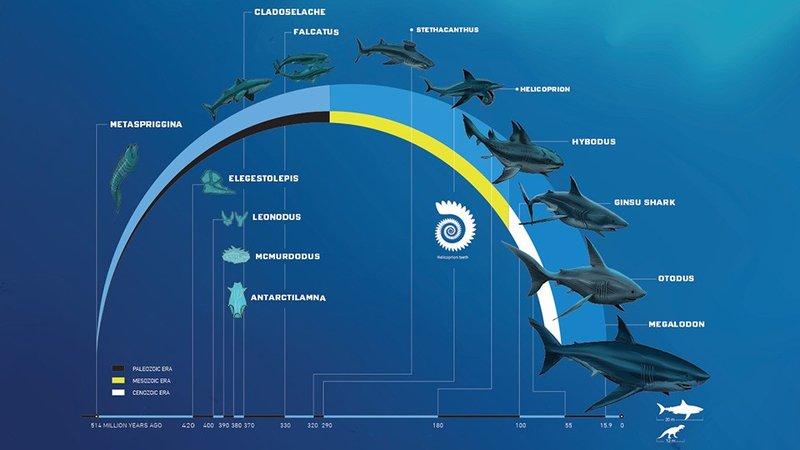 The Evolutionary Journey Of The Whale Shark