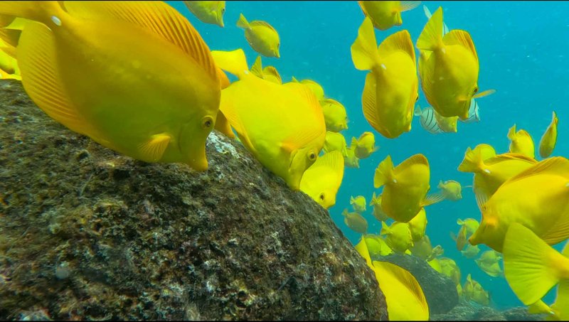 The Evolutionary Journey Of The Yellow Tang
