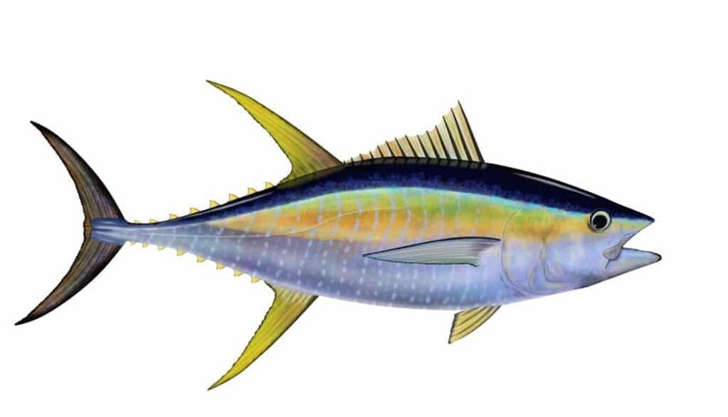 The Evolutionary Journey Of The Yellowfin Tuna