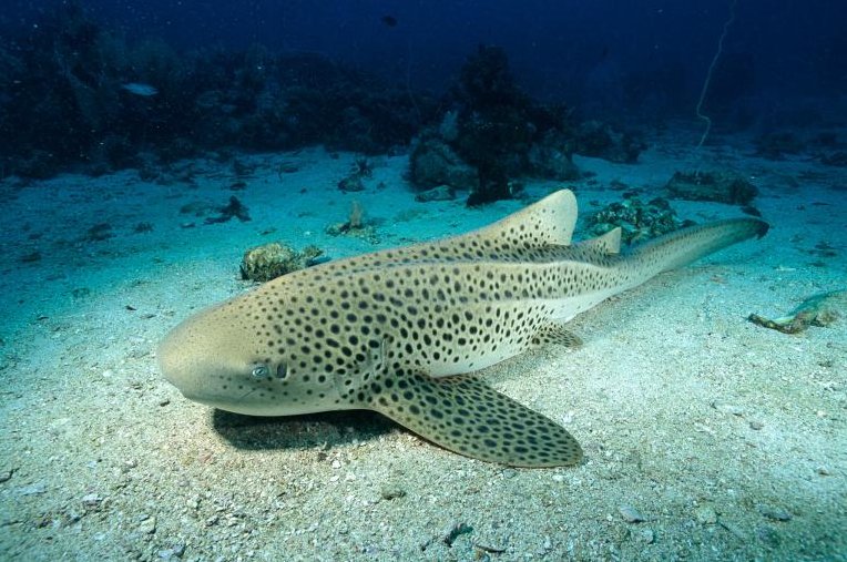 The Evolutionary Journey Of The Zebra Shark