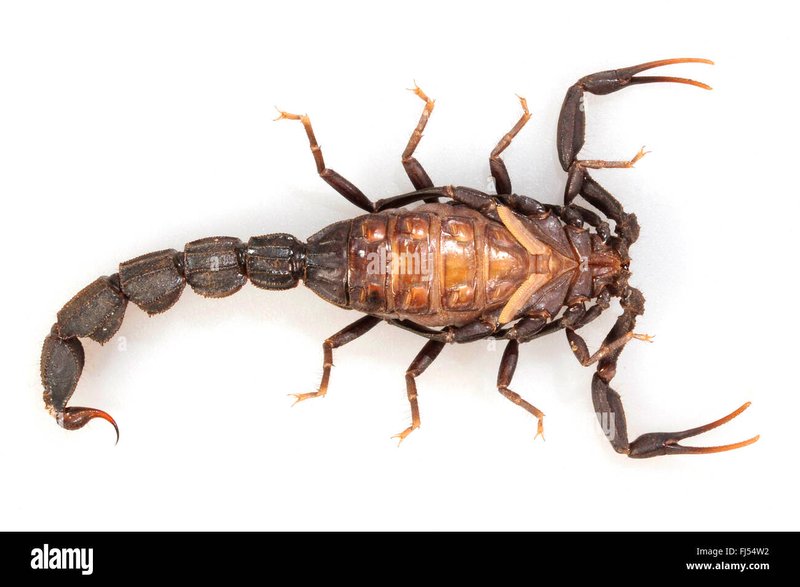 The Fat-Tailed Scorpion'S Role In Nature And Ecosystems