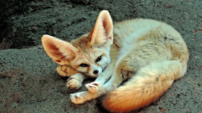 The Fennec Fox'S Role In Its Ecosystem