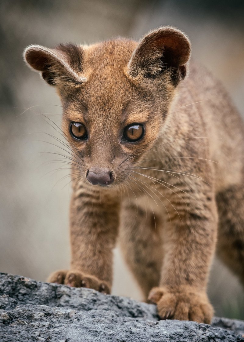 The Fossa'S Role In Its Ecosystem