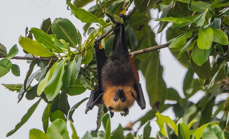 The Fruit Bat'S Role In Its Ecosystem
