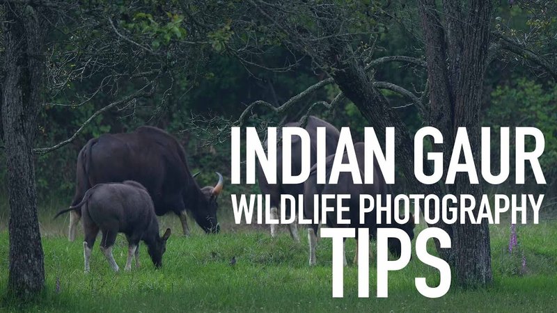The Gaur'S Role In Its Ecosystem