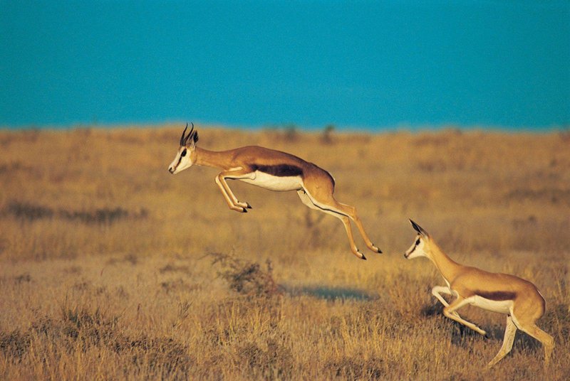 The Gazelle'S Role In Its Ecosystem