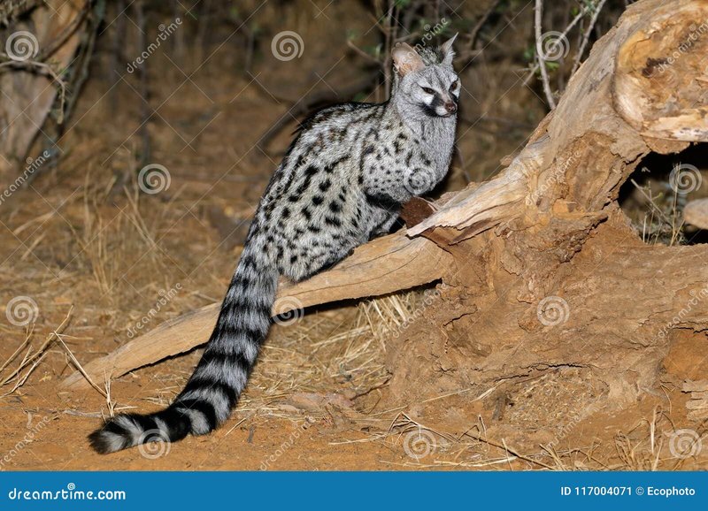 The Genet'S Role In Its Ecosystem