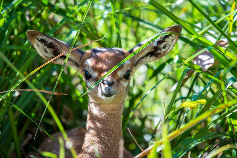 The Gerenuk'S Role In Its Ecosystem
