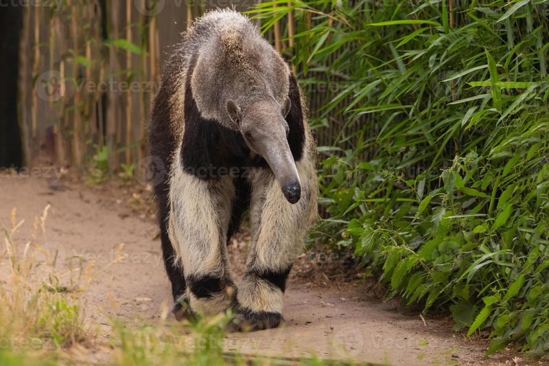 The Giant Anteater'S Role In Its Ecosystem