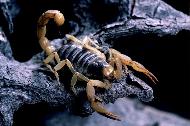 The Giant Hairy Scorpion'S Role In Nature And Ecosystems