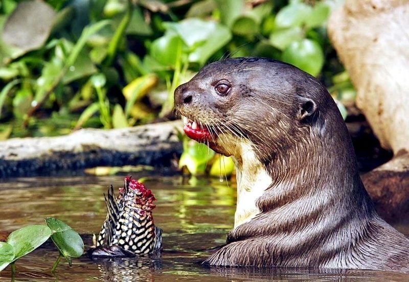 The Giant Otter'S Role In Its Ecosystem