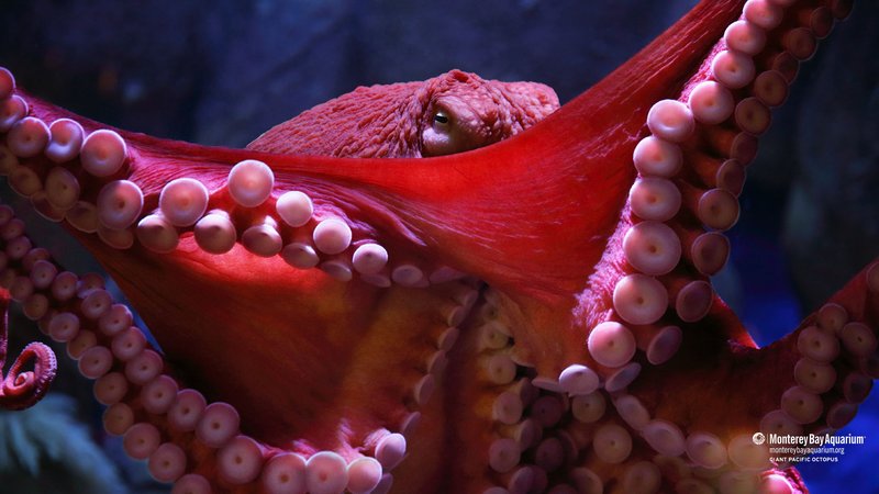 The Giant Pacific Octopus'S Role In Marine Ecosystems