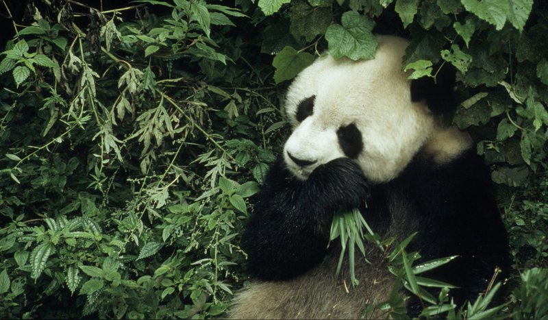 The Giant Panda'S Role In Its Ecosystem