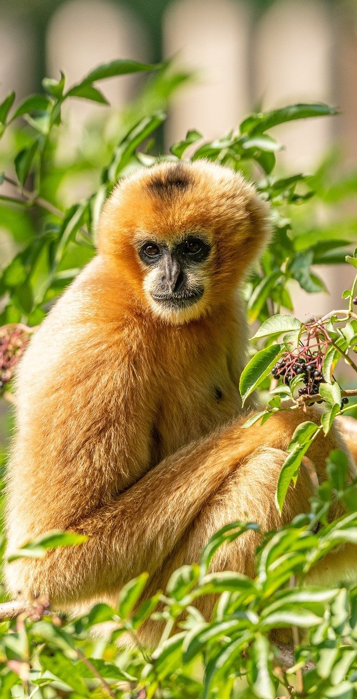 The Gibbon'S Role In Its Ecosystem